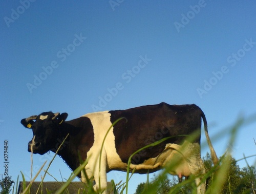 cow © PinkShot