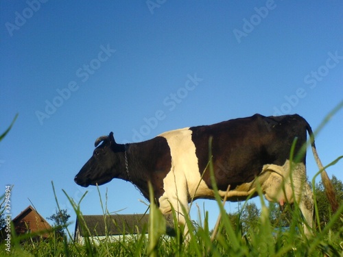 cow © PinkShot
