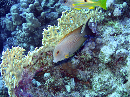 Fototapeta Naklejka Na Ścianę i Meble -  Tropical fish