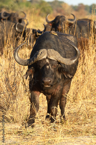 Botswana Buffalo