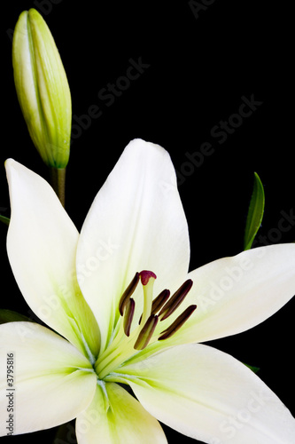 Fototapeta Naklejka Na Ścianę i Meble -  White lily, Liliaceae lilium, isolated 