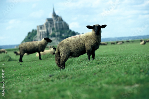 mont saint michel mouton photo