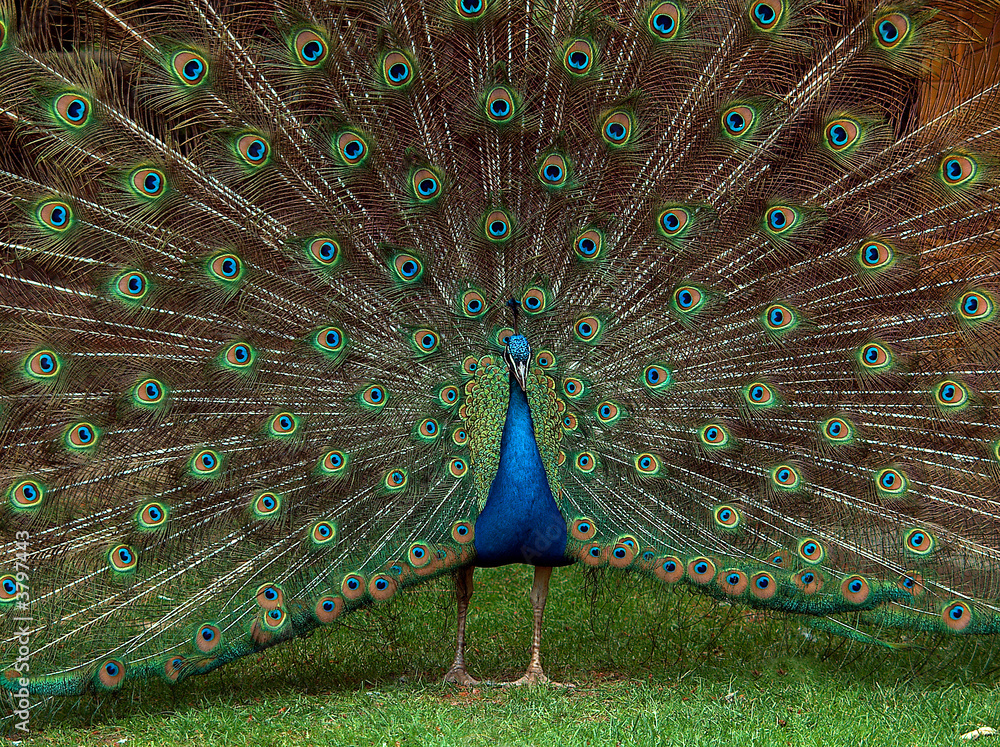 Obraz premium Pfau