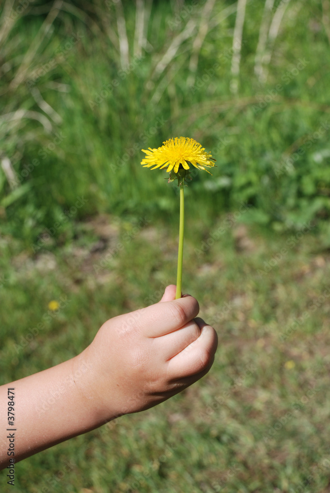 Child Hand Giving A Dandelion Flower Child Hand Giving A Dandelion Flower