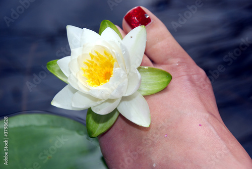 water lily