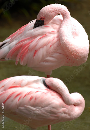 lesser flamingo 006