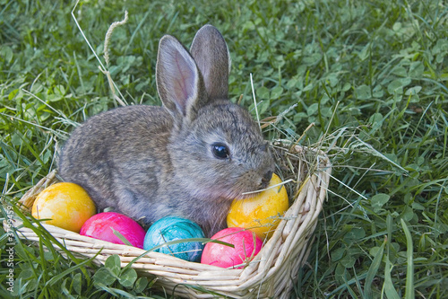 Osterhase photo