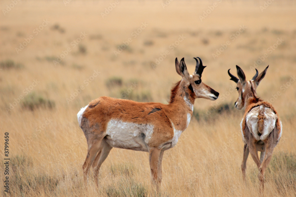 Pronghorn antelope are symbolic of the American West. Pronghorn antelope are symbolic of the American West.