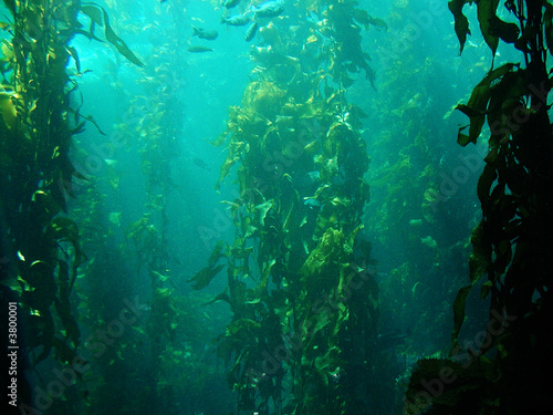 Kelp