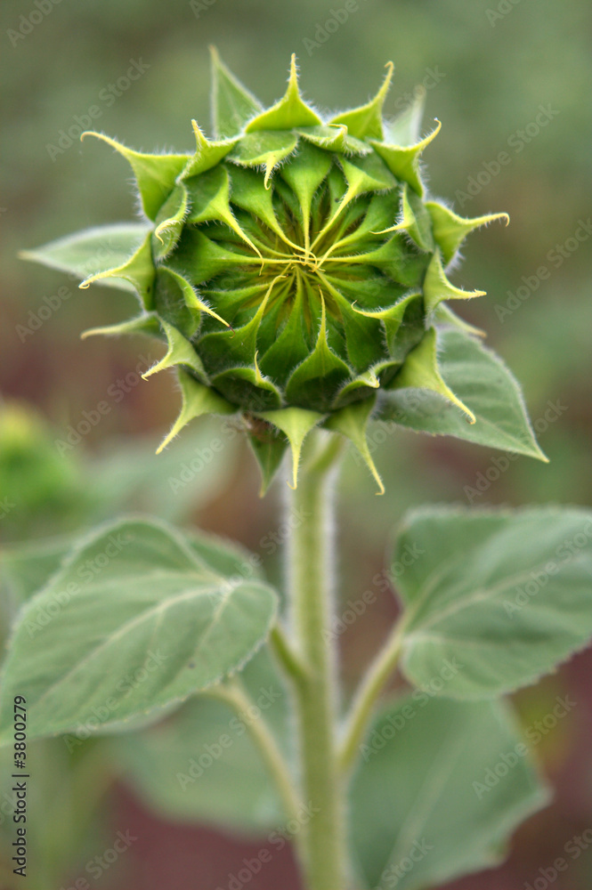.Sunflower a symbol of the come summer .Sunflower a symbol of the come summer