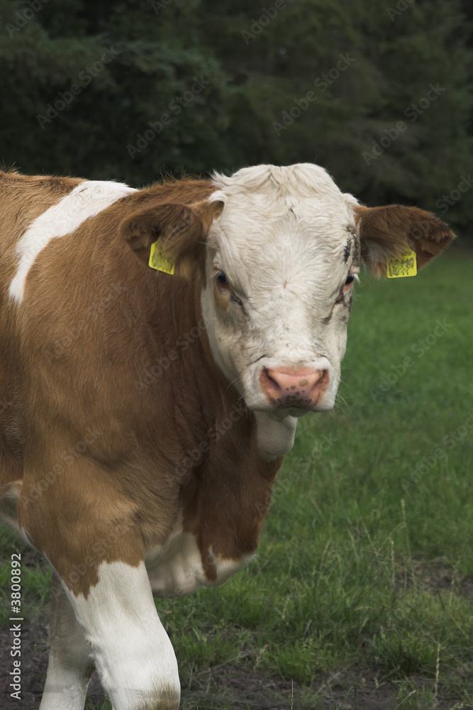 Bulle auf der Weide