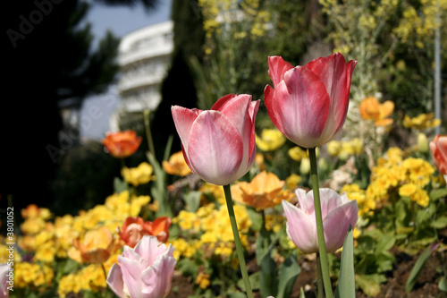 Duo de tulipe rose