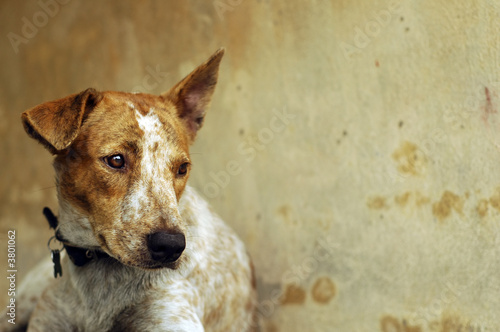 Sad Dog