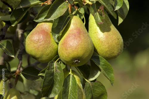Closeup on three sunny ripe pears hanging from a tree.