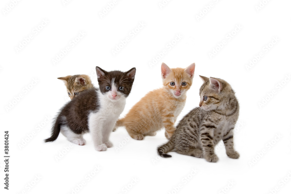 four kittens sits on the floor, isolated