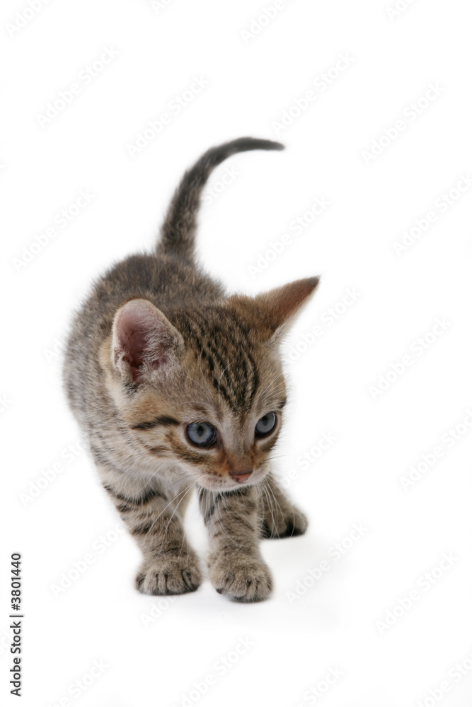 striped kitten (5 weeks) standing on a floor striped kitten (5 weeks) standing on a floor
