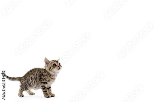 striped kitten (5 weeks) standing on a floor