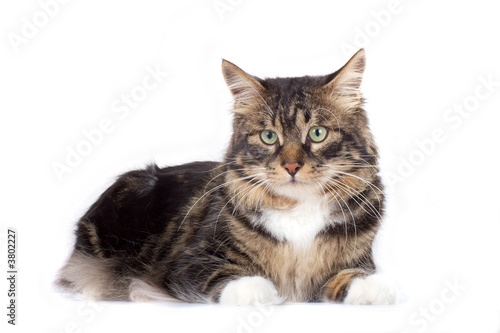 Striped cat on a white background. Isolated