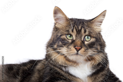 Striped cat on a white background. Isolated