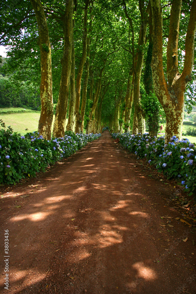 path with tree on two side in azores path with tree on two side in azores