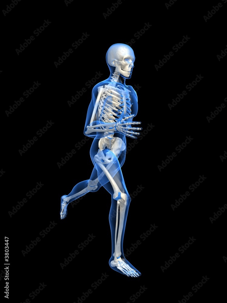 anatomie eines laufenden skeletts anatomie eines laufenden skeletts
