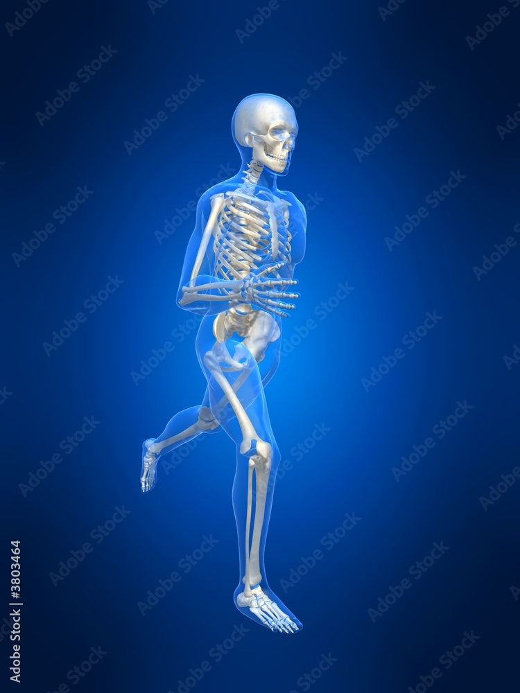 anatomie eines laufenden skeletts anatomie eines laufenden skeletts