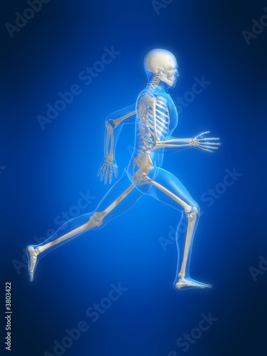 anatomie eines laufenden skeletts