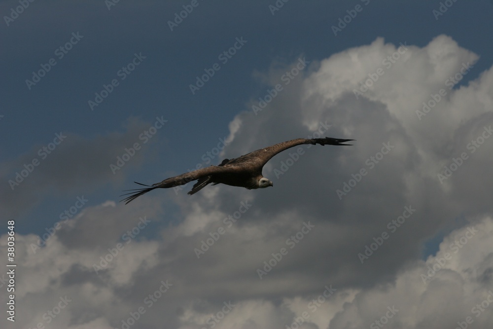 vulture in flight vulture in flight