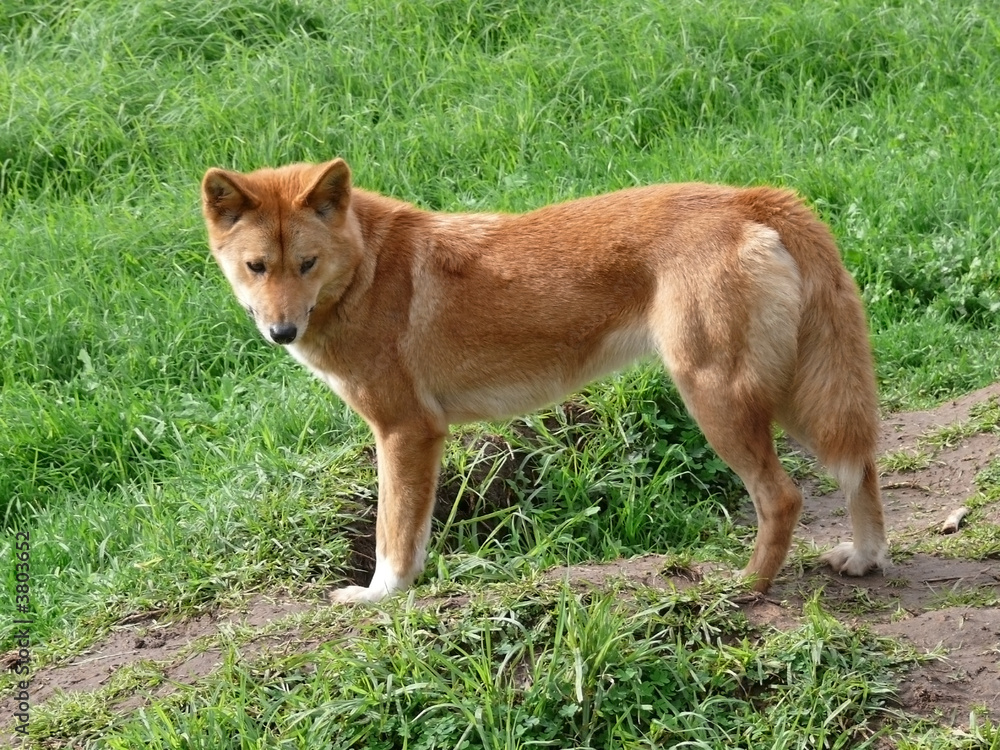 golden dingo golden dingo