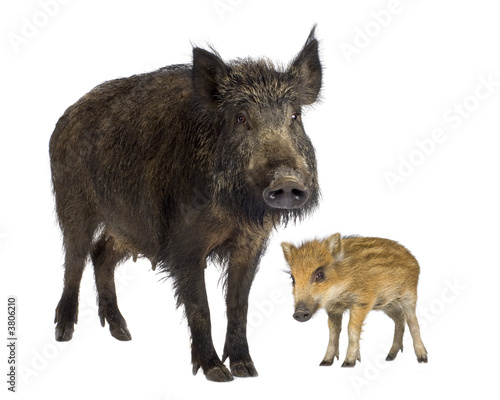 wild boar and her piglet in front of a white background