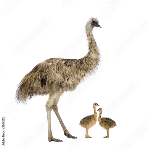 Emu and her chicks in front of a white background