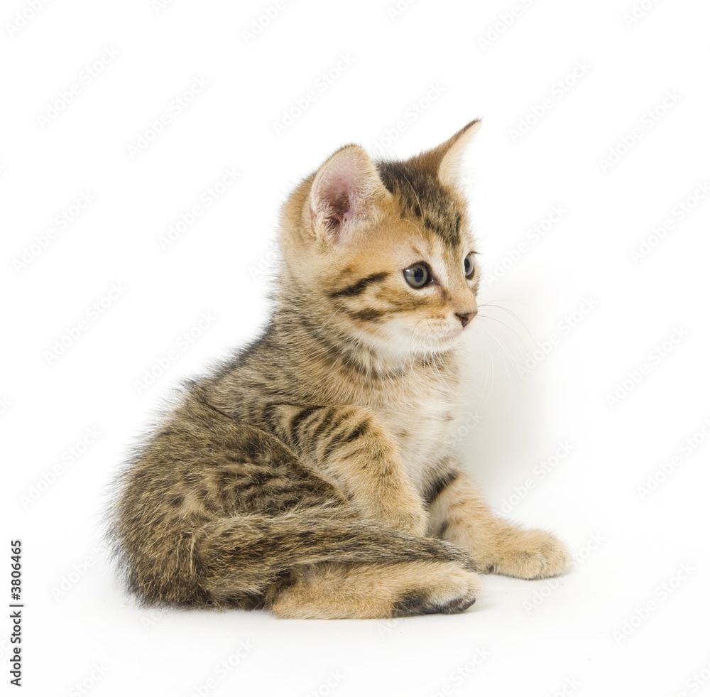 kitten portrait