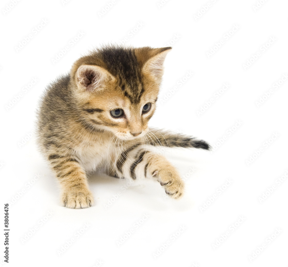 tabby kitten playing tabby kitten playing