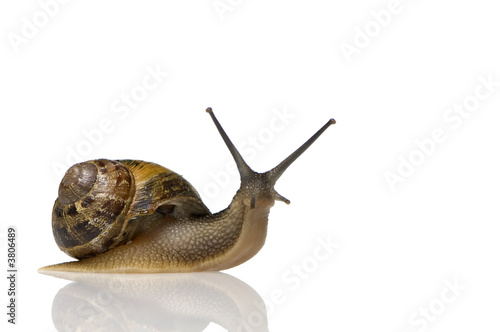 Garden snail in front of a white background