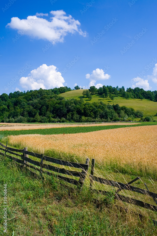 Countryside wheat field and hill in summertime