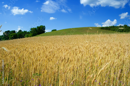 Wheat field on hill in summertime