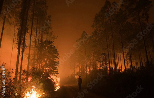 Foto WildFire