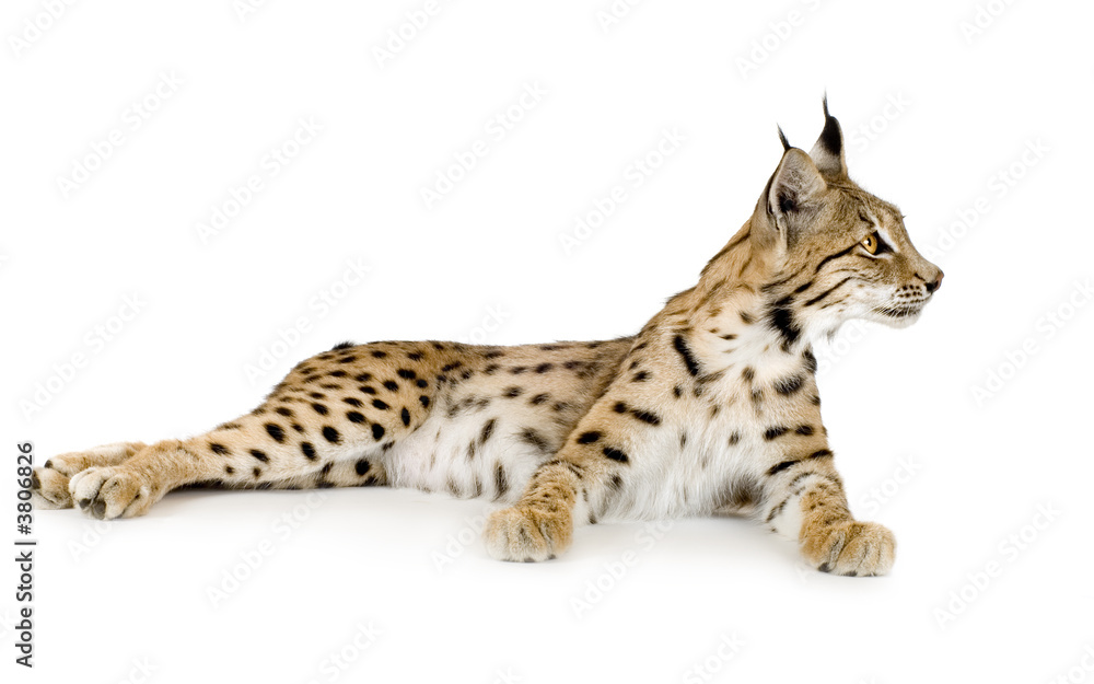 Fototapeta premium Lynx in front of a white background