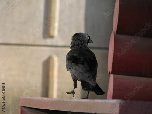 raven