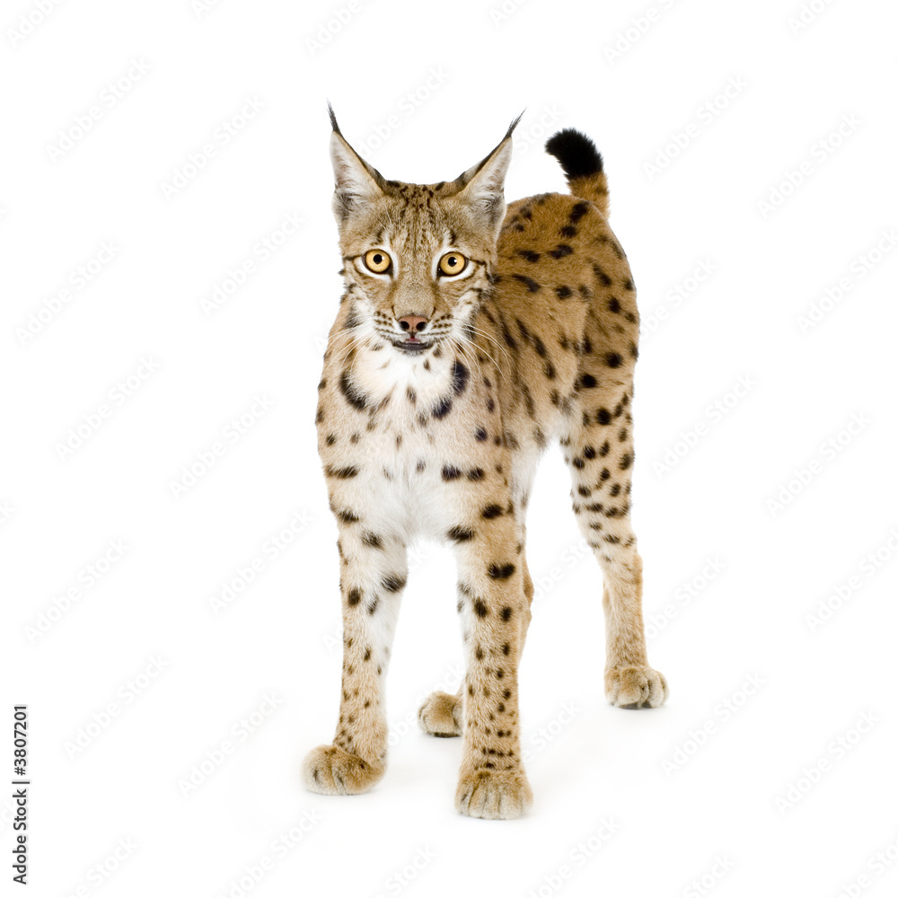 Fototapeta premium Lynx in front of a white background