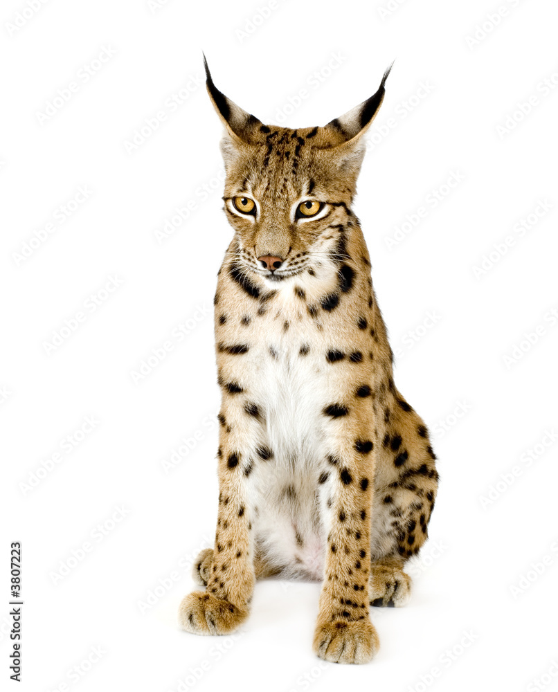 Lynx in front of a white background Lynx in front of a white background
