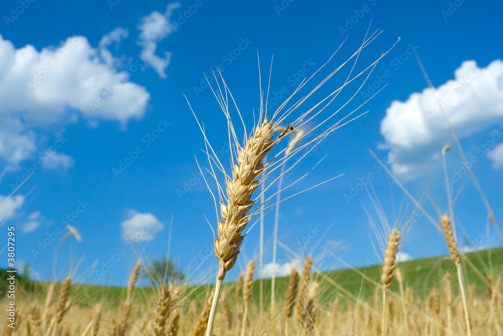 Wheat field in summertime. One ear emphasized Wheat field in summertime. One ear emphasized