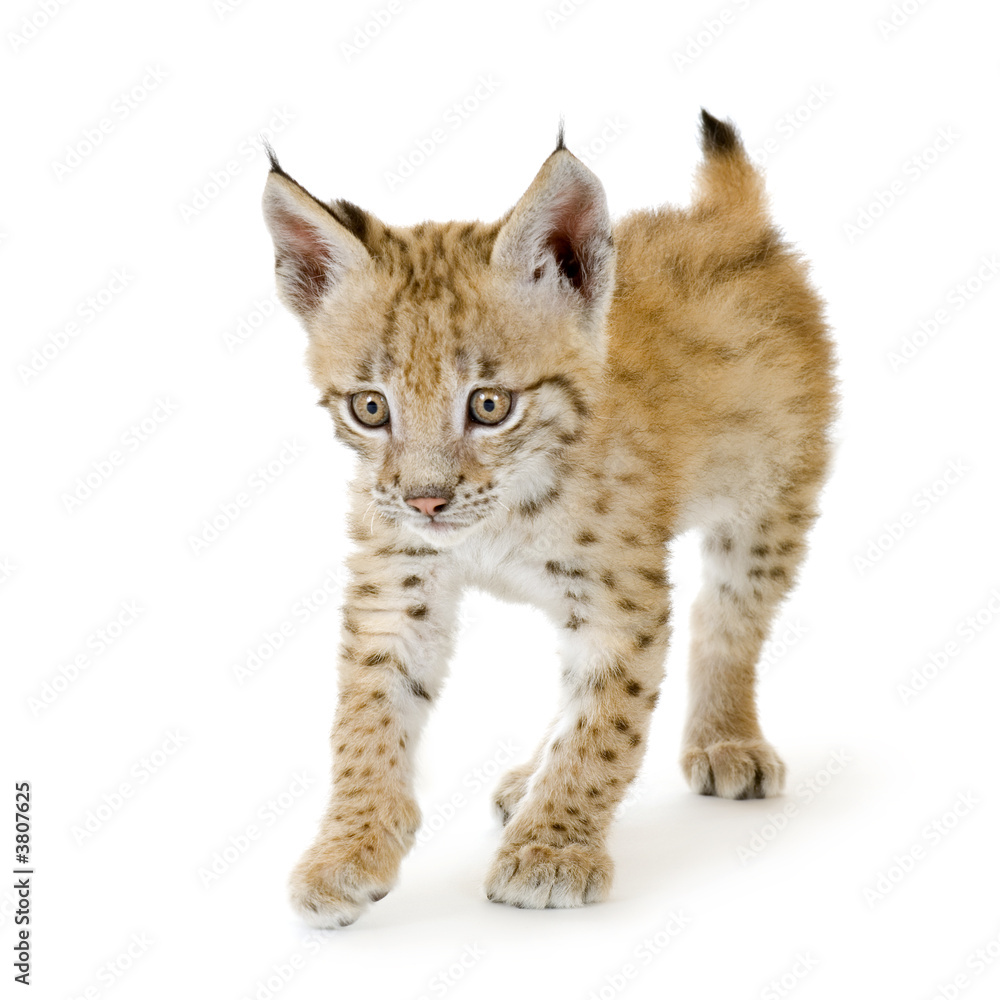Lynx cub in front of a white background Lynx cub in front of a white background