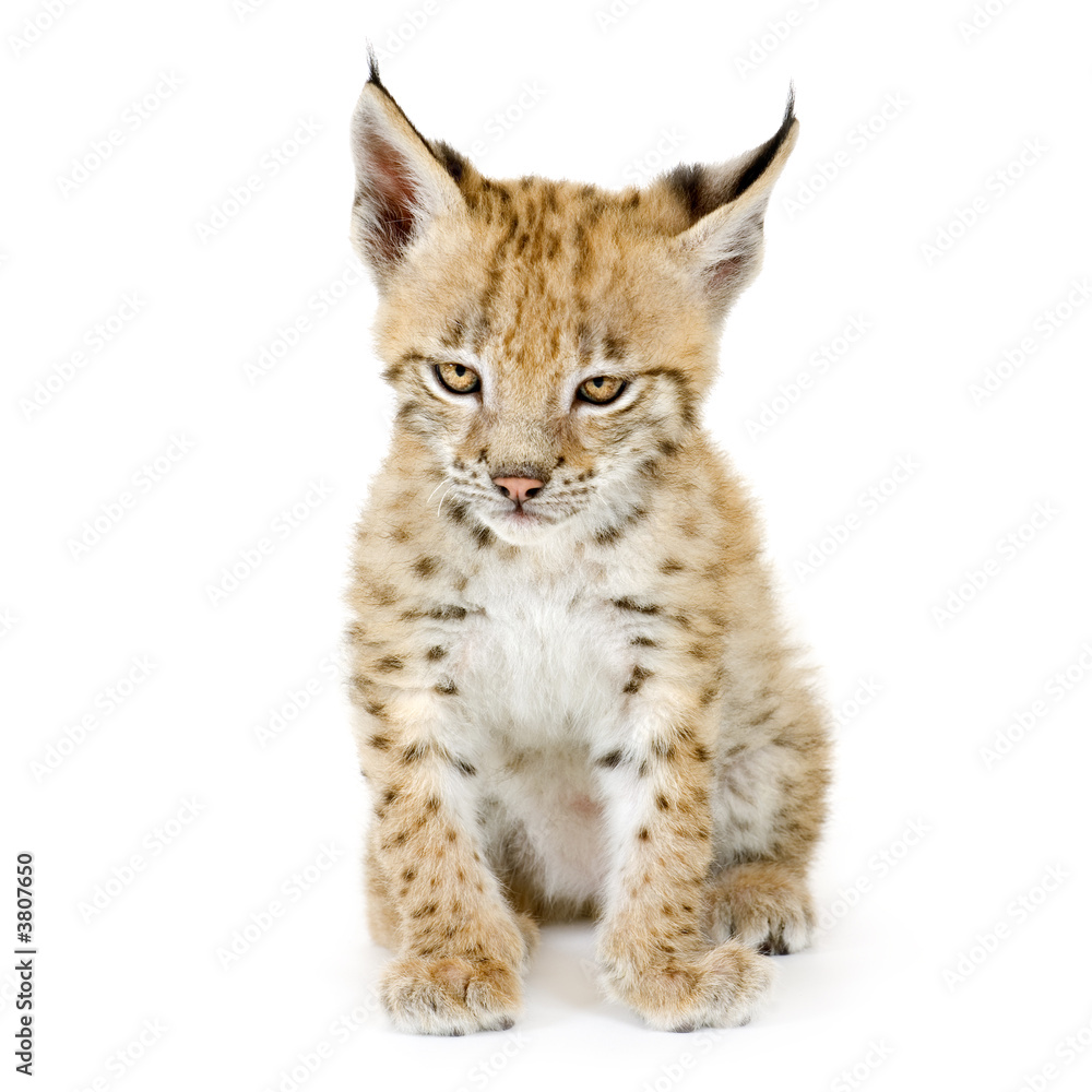 Naklejka premium Lynx cub in front of a white background