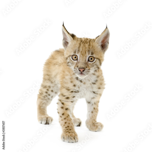 Lynx cub in front of a white background