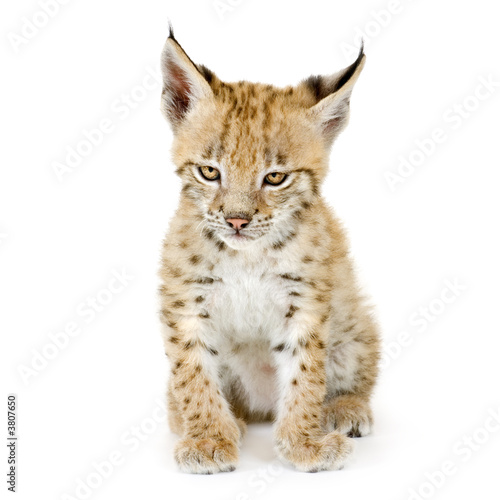 Lynx cub in front of a white background