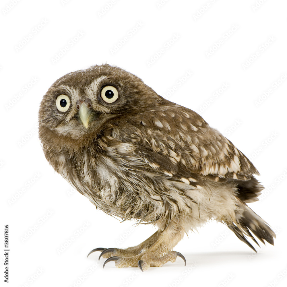 Obraz premium young owl in front of a white background