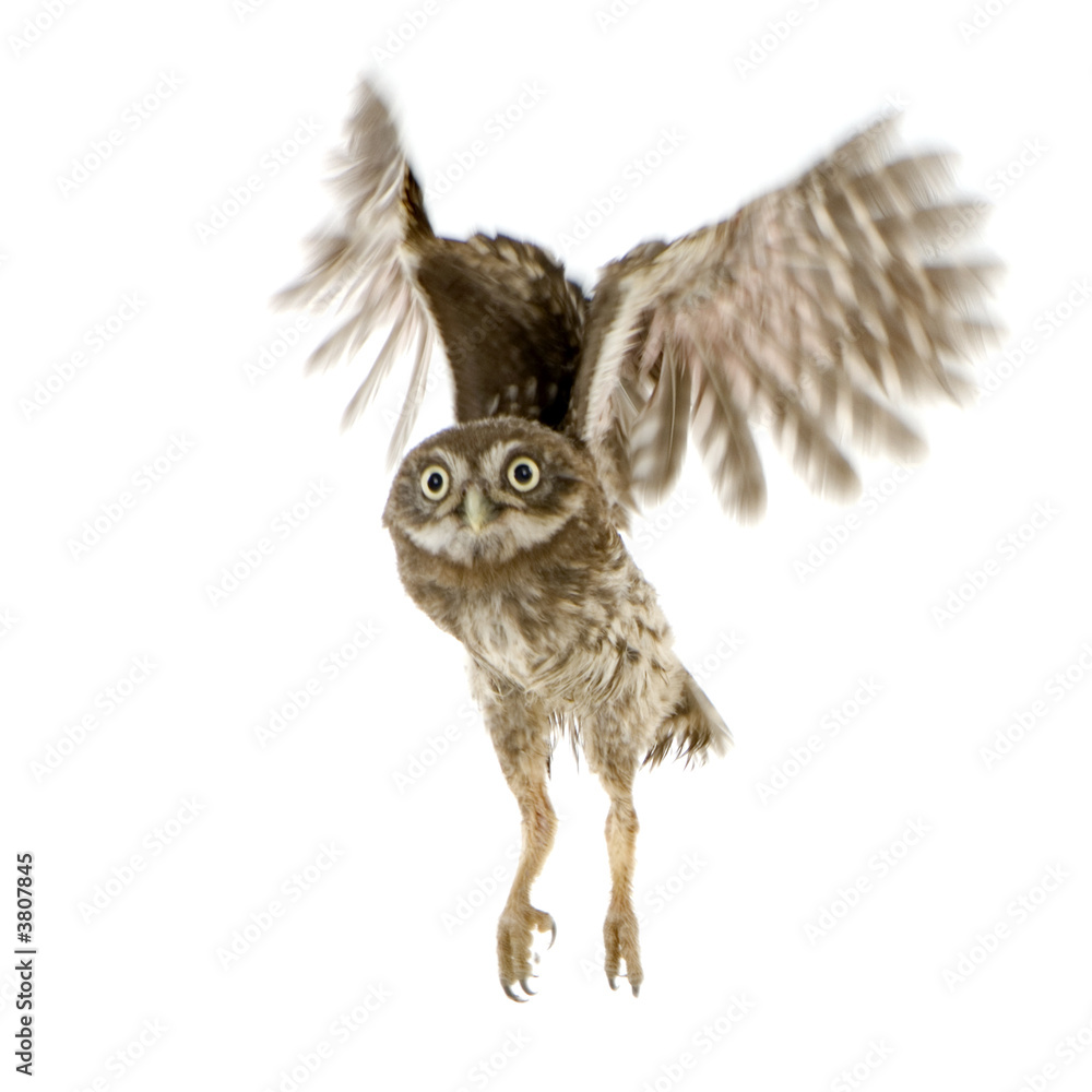 Fototapeta premium young owl in front of a white background