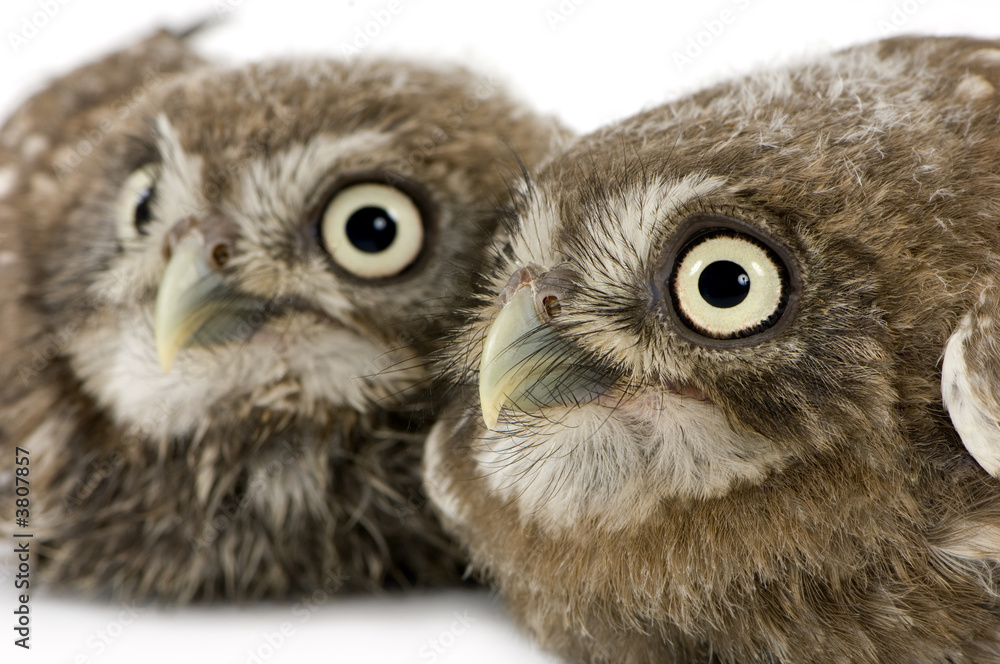 Naklejka premium young owl in front of a white background