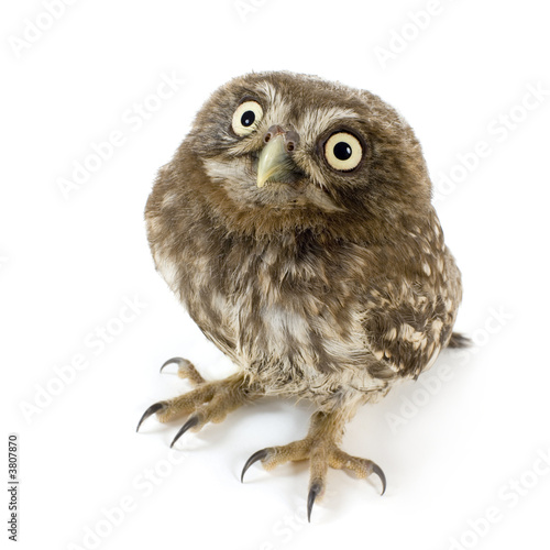 young owl in front of a white background photo